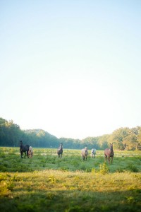 Lauren & Kappel early morning Rustic Engagement Session Amber Davis Photography