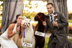 Offbeat_Whimsical_Wedding_Llamas_Grant_and_Deb_Photographers_35-h