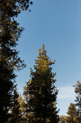 Outdoor Summer California Camping Engagement Session
