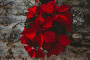 Poinsettia Farm Red Essence Spanish Wedding Eclectic Detailing