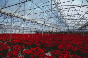 Poinsettia Farm Red Essence Spanish Wedding Eclectic Detailing
