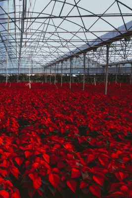 Poinsettia Farm Red Essence Spanish Wedding Eclectic Detailing