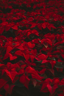 Poinsettia Farm Red Essence Spanish Wedding Eclectic Detailing
