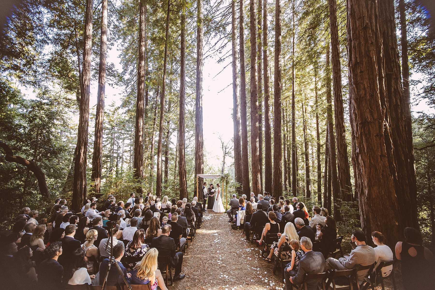 Romantic California Wedding in the Redwoods